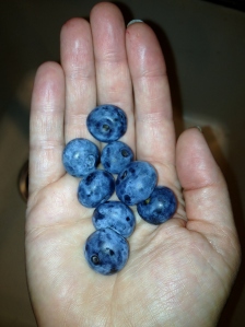 My big beautiful blueberries